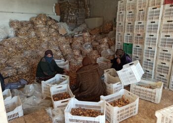 خاص | مع تراجع الدخل.. مزيد من النساء يدخلن سوق العمل في الشمال السوري