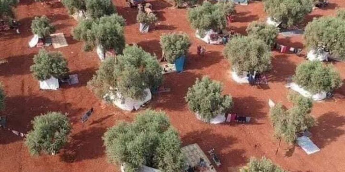 خاص | التصعيد يزيد معاناة الفلاحين في ريف إدلب مع اقتراب موسم قطاف الزيتون