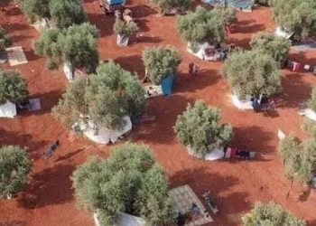 خاص | التصعيد يزيد معاناة الفلاحين في ريف إدلب مع اقتراب موسم قطاف الزيتون