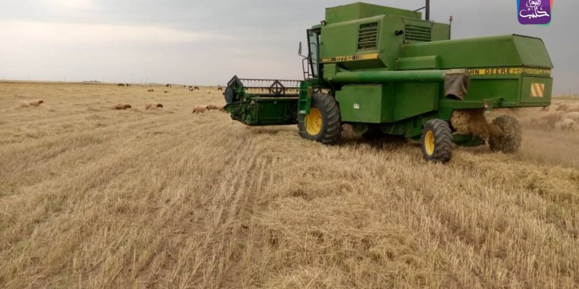 زراعة القمح في الحسكة