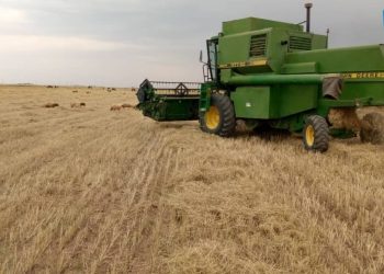 زراعة القمح في الحسكة