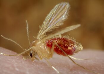 ذبابة الرمل