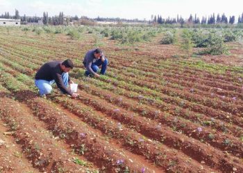 خاص | الفلاحون يعودون لزراعة أراضيهم بعد تحريرها في الشمال الغربي وسط صعوبات كبيرة