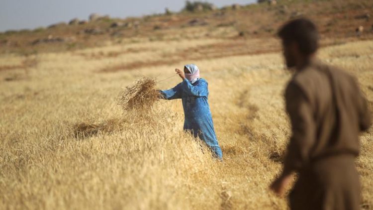 خاص | الزراعة في سوريا.. رافد هام للاقتصاد تعوّقه احتياجات كبيرة للفلاحين