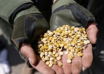 عمليات واسعة لتطهير الأراضي السورية من المخدرات والسلاح غير المشروع