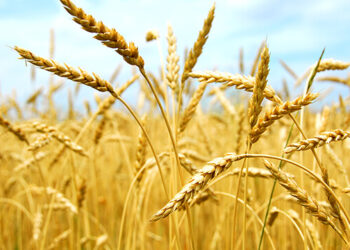 فاو: الظروف المناخية القاسية تهدّد الأمن الغذائي في سوريا