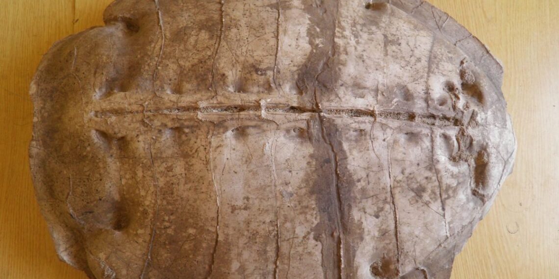 سلحفاة بحرية عمرها 50 مليون سنة