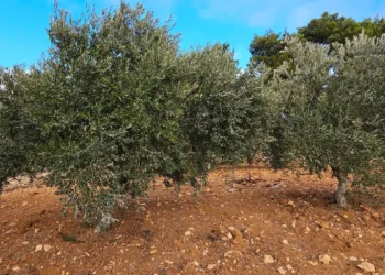 ارتفاع غير مسبوق في أسعار الزيتون.. ما الأسباب؟
