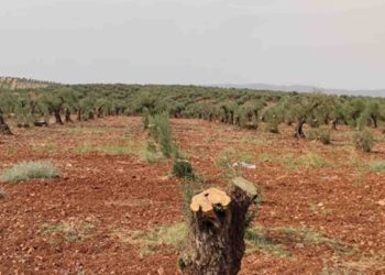 حملة تشجير في إدلب.. هل تكفي لمواجهة إرث التدمير والجفاف؟