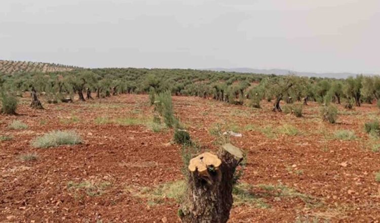 حملة تشجير في إدلب.. هل تكفي لمواجهة إرث التدمير والجفاف؟