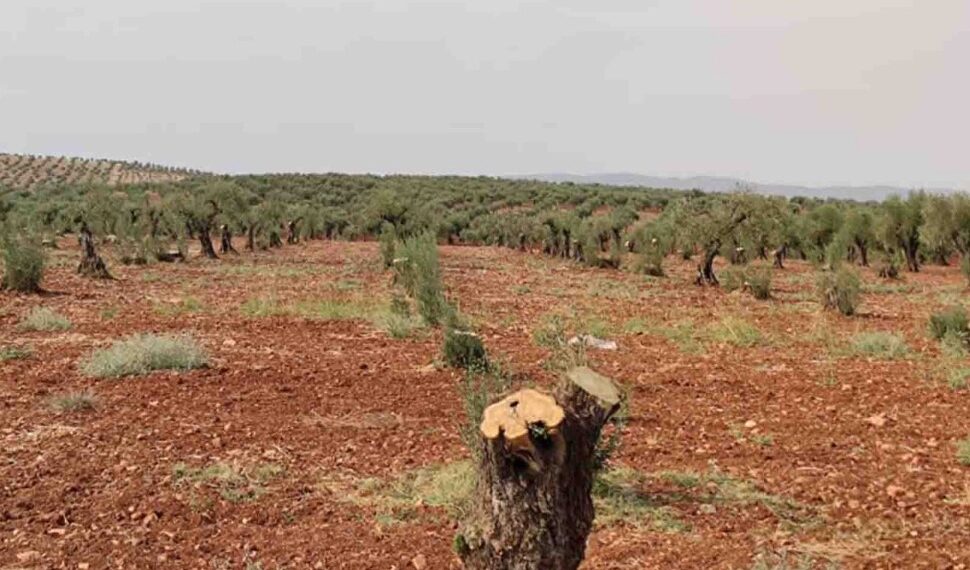 حملة تشجير في إدلب.. هل تكفي لمواجهة إرث التدمير والجفاف؟