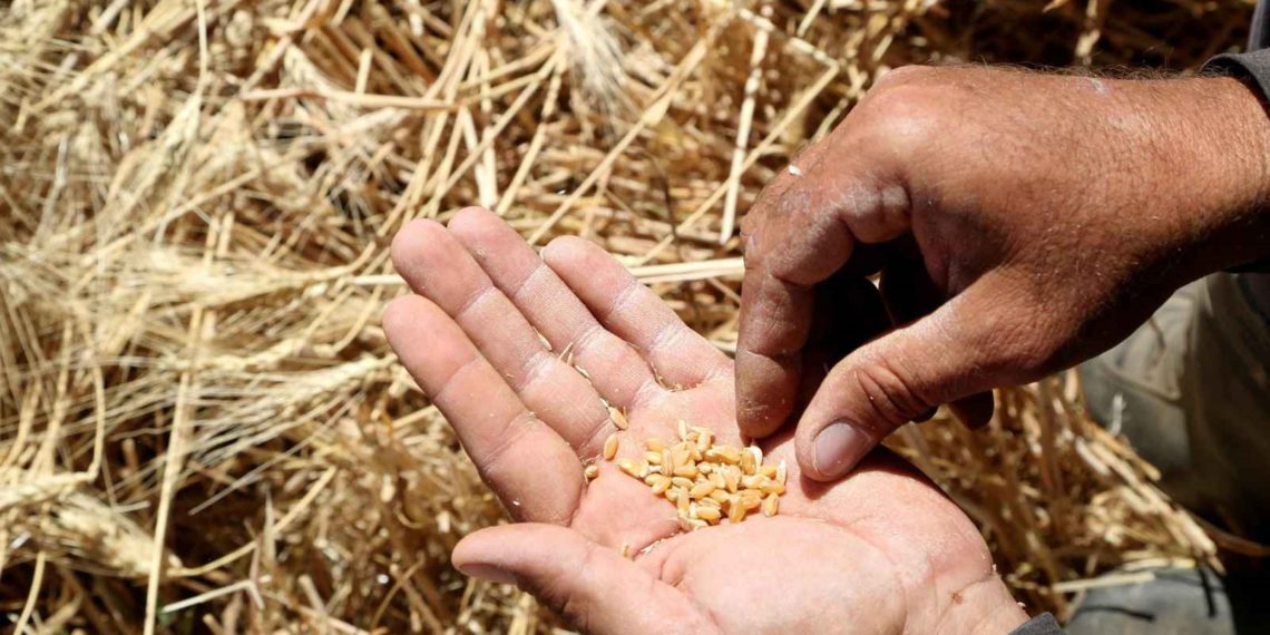 رويترز: شركة تجارة حبوب روسية ترفع دعوى ضد مؤسسة الحبوب السورية