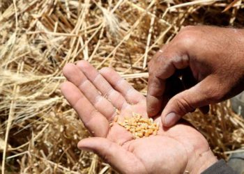 رويترز: شركة تجارة حبوب روسية ترفع دعوى ضد مؤسسة الحبوب السورية