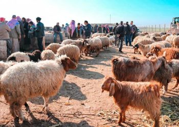 حملة موسعة لإحصاء الثروة الحيوانية في إدلب