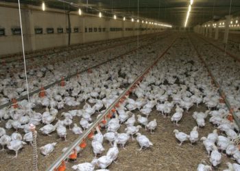 توضيحات حكومية حول أنباء عن انتشار أمراض في قطاع الدواجن