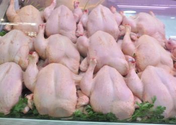 بعد تسجيل عدة إصابات.. وزارة الصحة تصدر تحذيرًا حول “طاعون الدجاج”