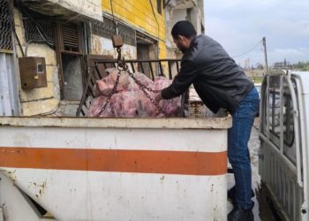 محافظة حلب تعلن ضبط أكثر من 2500 كغ من اللحوم الفاسدة خلال 3 أيام