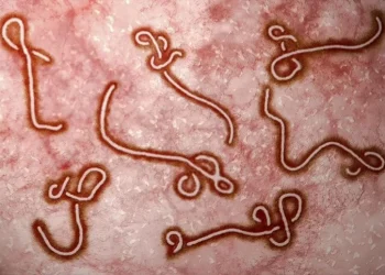 أحد أخطر الأمراض الفيروسية.. الإيبولا: كيف ينتشر وما الممكن للوقاية منه؟