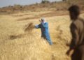 تقرير يحذر من أزمة غذائية في سوريا