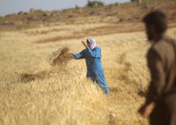 تقرير يحذر من أزمة غذائية في سوريا